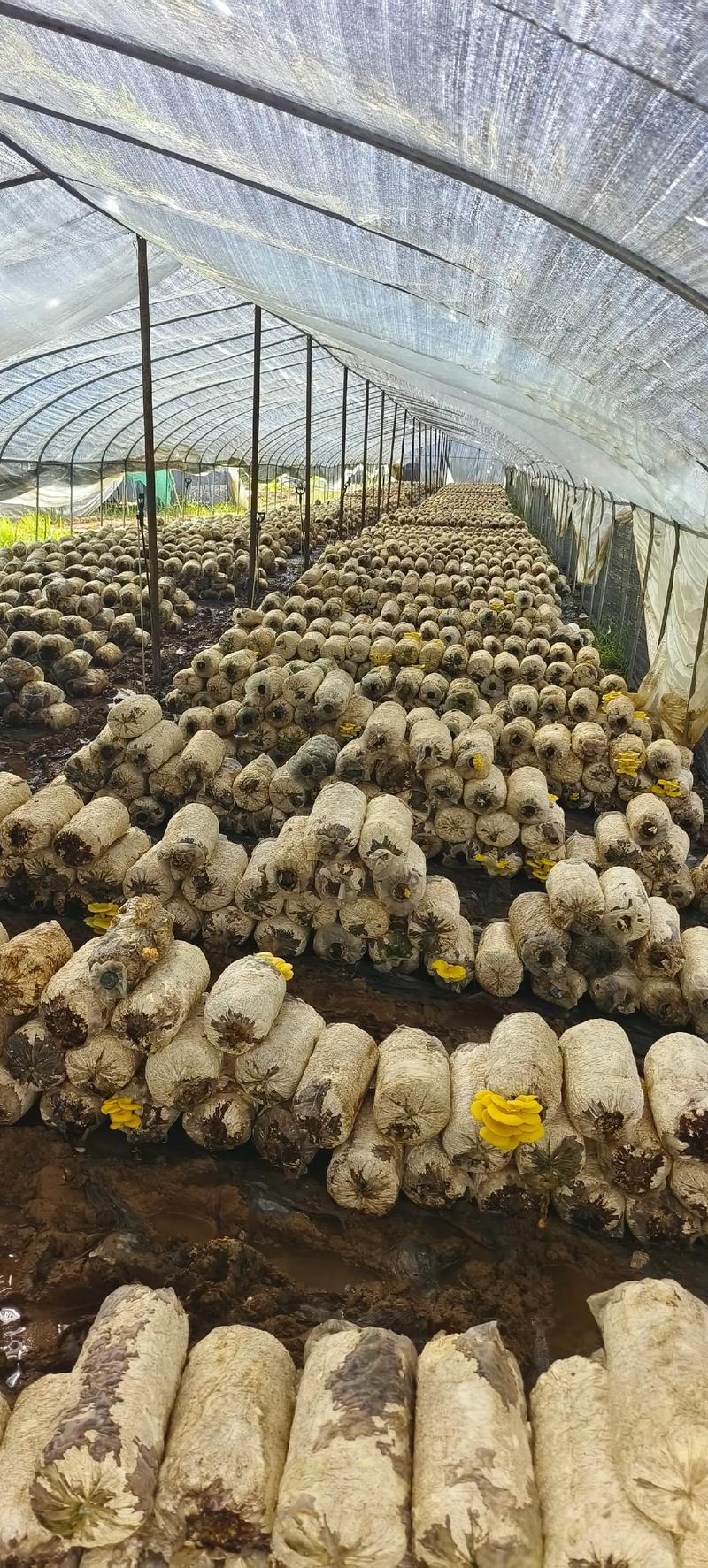 平菇熟料高产栽培技术如何实现?-图1 平菇熟料高产栽培技术如何实现?-图1