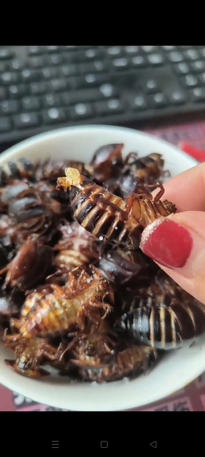 土元哪个品种口感最佳?-图1 土元哪个品种口感最佳?-图1