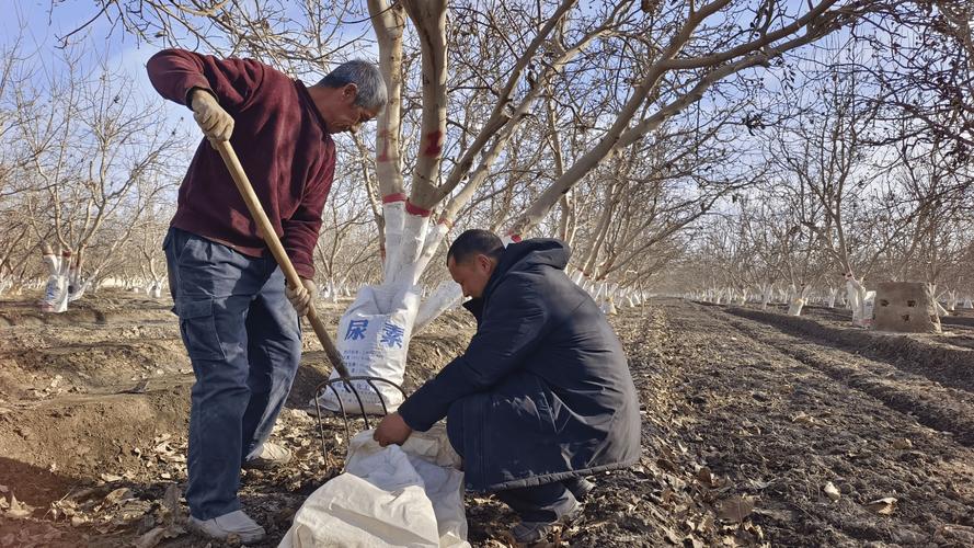 核桃树管理技术视频有哪些要点？-图1