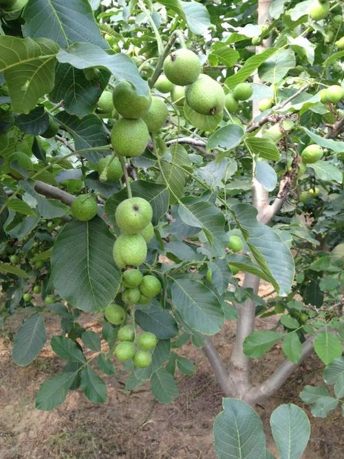 核桃树管理技术视频有哪些要点？-图2