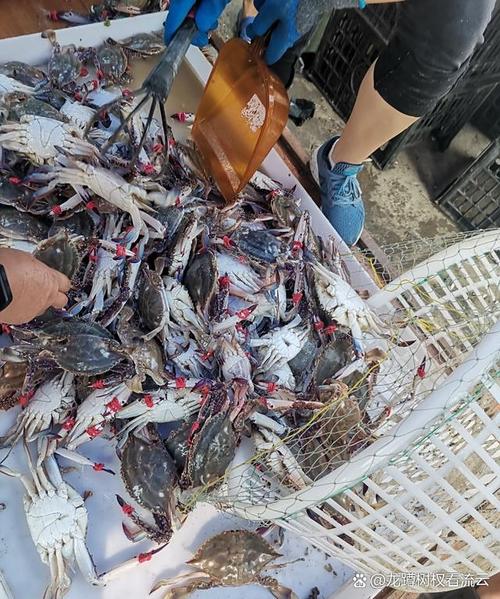 毛蟹批发价现在多少钱一斤？-图1