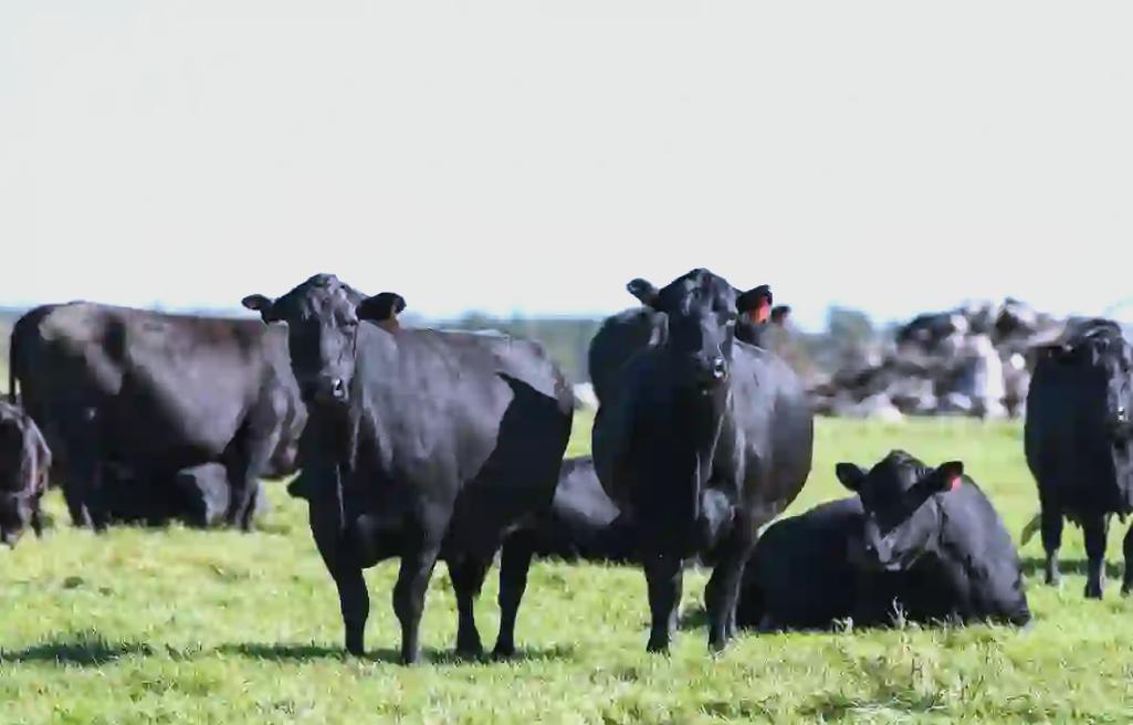 牛品种最丰富的国家-图1