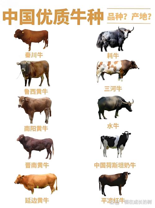 牛品种最丰富的国家-图2