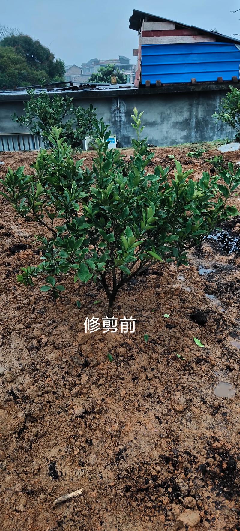 沙糖桔修剪技术要点有哪些?-图2 沙糖桔修剪技术要点有哪些?-图2