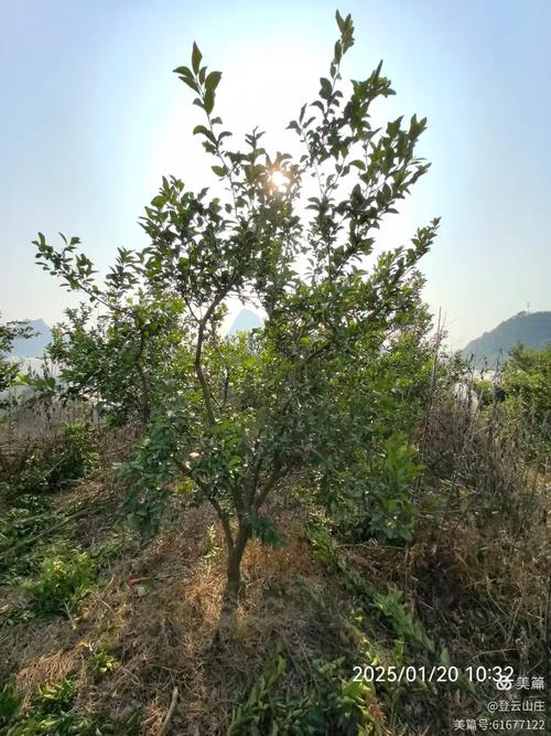 沙糖桔修剪技术要点有哪些?-图3 沙糖桔修剪技术要点有哪些?-图3