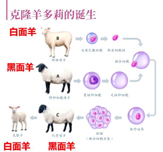 羊品种如何育成?-图1 羊品种如何育成?-图1