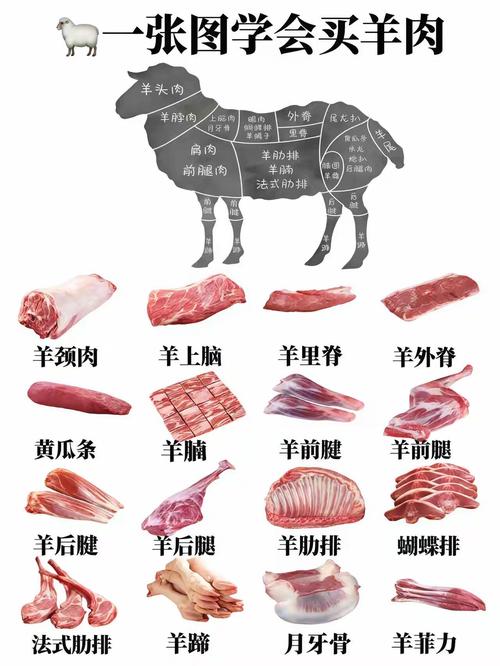 羊品种如何育成?-图3 羊品种如何育成?-图3