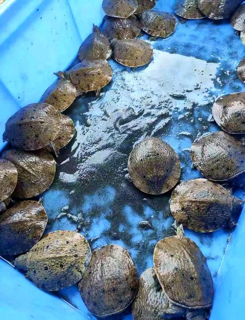 山瑞和甲鱼的区别价格-图1 山瑞和甲鱼的区别价格-图1