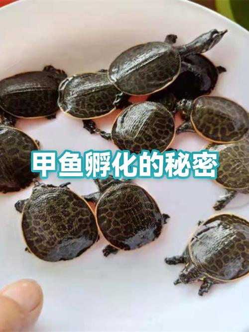 山瑞和甲鱼的区别价格-图2 山瑞和甲鱼的区别价格-图2