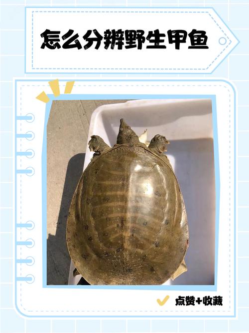 山瑞和甲鱼的区别价格-图3 山瑞和甲鱼的区别价格-图3