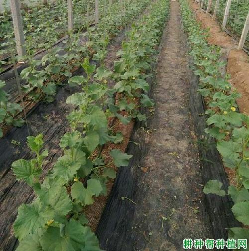 薄皮甜瓜怎么种?视频教你关键技术!-图1 薄皮甜瓜怎么种?视频教你关键技术!-图1