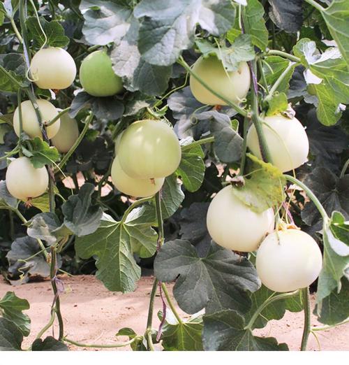 薄皮甜瓜怎么种？视频教你关键技术！-图2