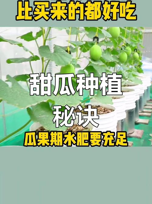 薄皮甜瓜怎么种?视频教你关键技术!-图3 薄皮甜瓜怎么种?视频教你关键技术!-图3