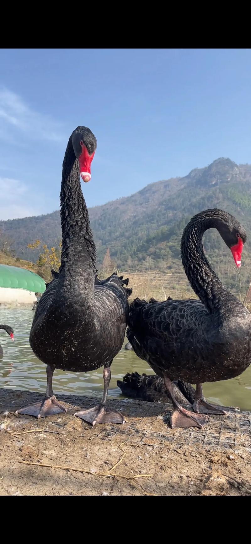 黑鹅品种有哪些?-图1 黑鹅品种有哪些?-图1