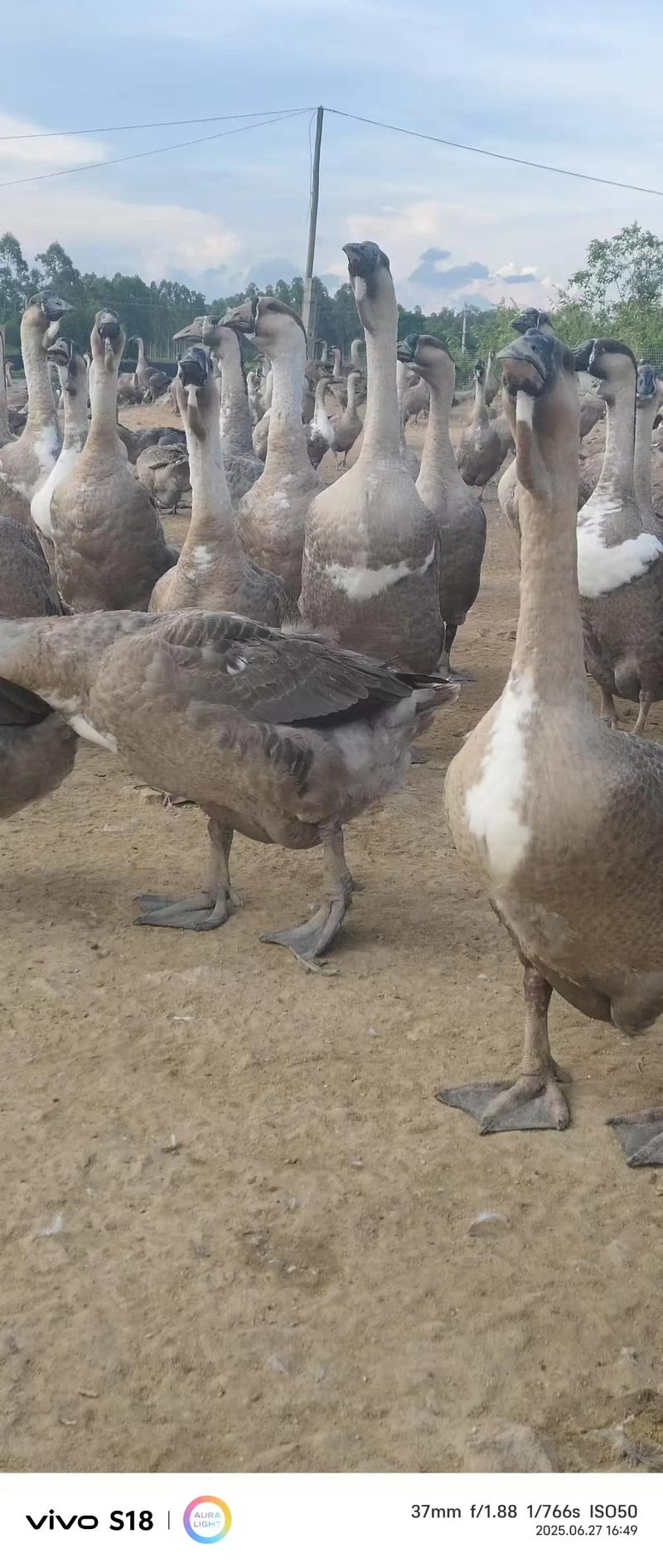 黑鹅品种有哪些？-图2