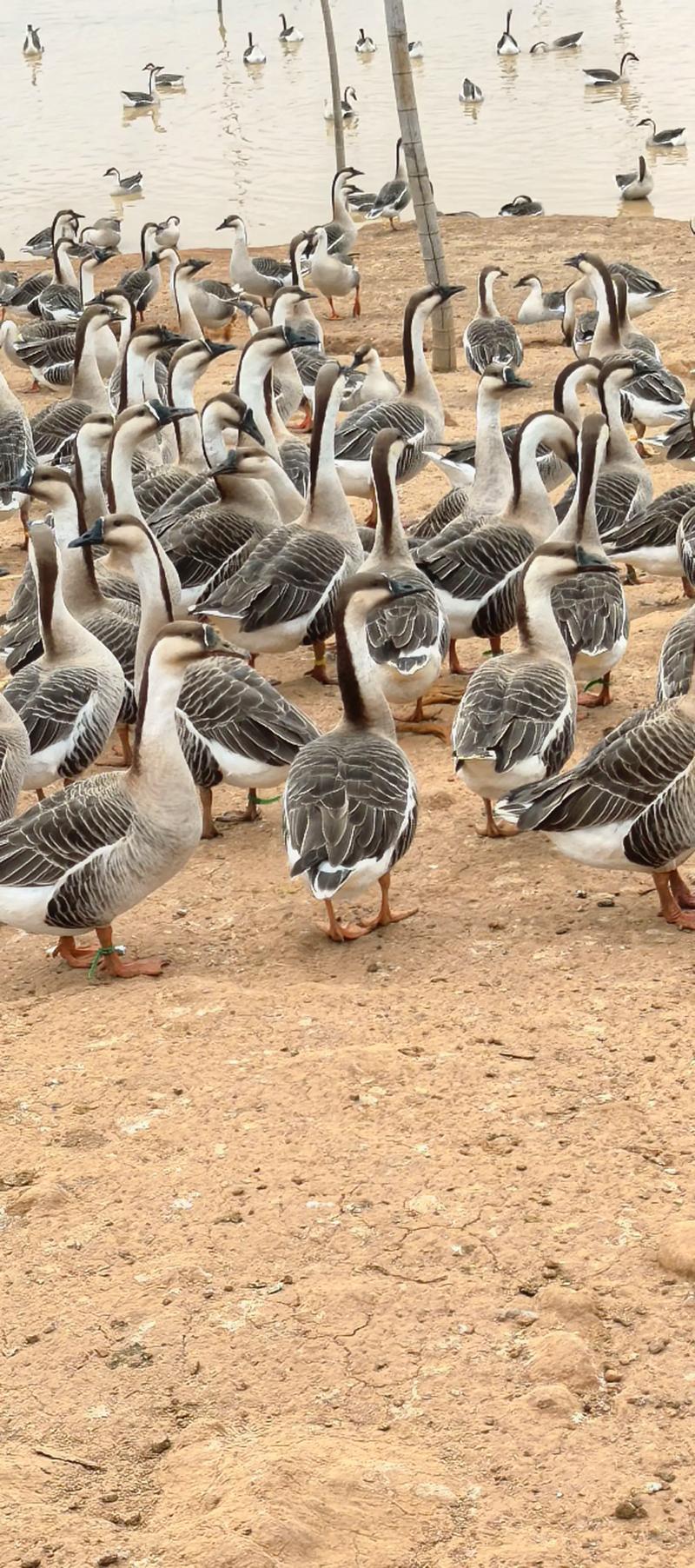 常见大种鹅品种有哪些?-图1 常见大种鹅品种有哪些?-图1