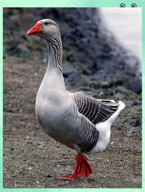 常见大种鹅品种有哪些？-图2