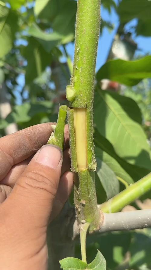 核桃树嫁接视频，关键技术点有哪些？-图3