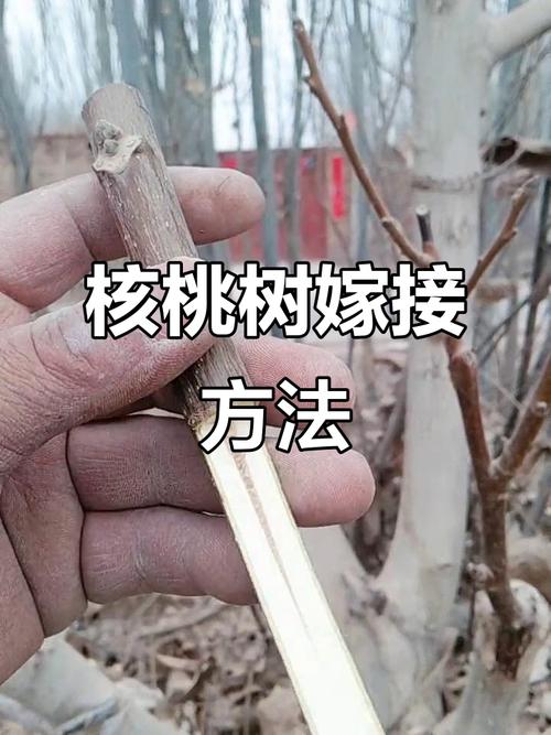 核桃树嫁接视频，关键技术点有哪些？-图2