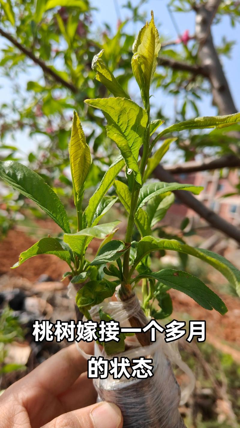 核桃树嫁接视频，关键技术点有哪些？-图1