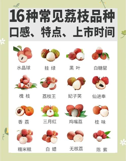 荔枝品种有哪些？-图1