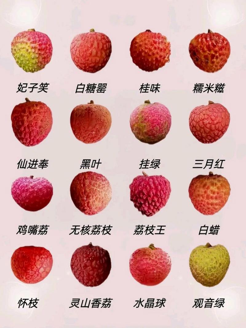 荔枝品种有哪些？-图3