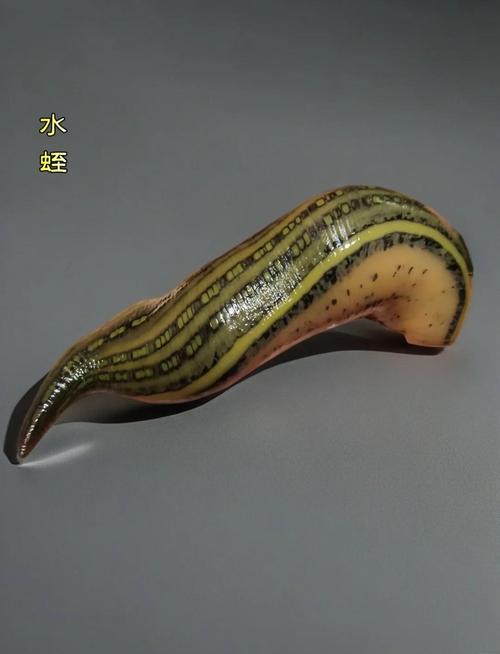 哪些水蛭品种具药用价值？-图1