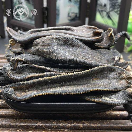 哪些水蛭品种具药用价值？-图3