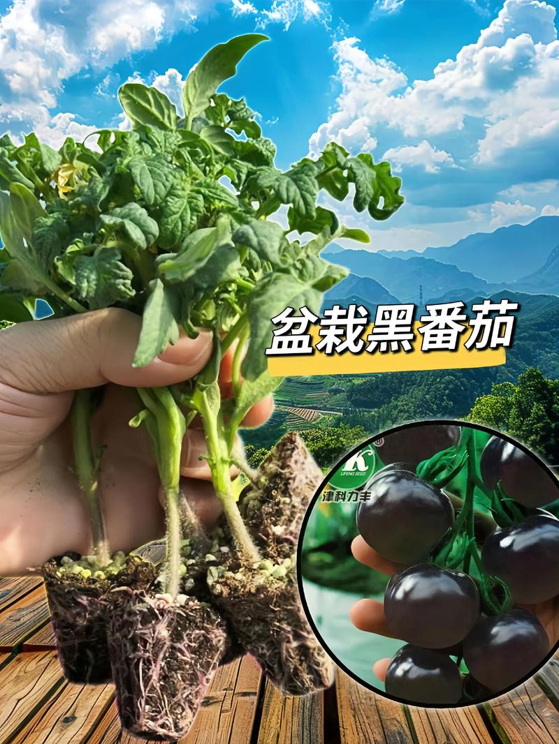 黑番茄种植技术视频，新手能学会吗？-图1