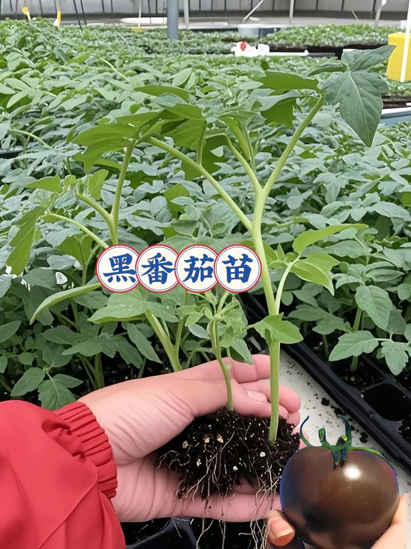 黑番茄种植技术视频，新手能学会吗？-图2