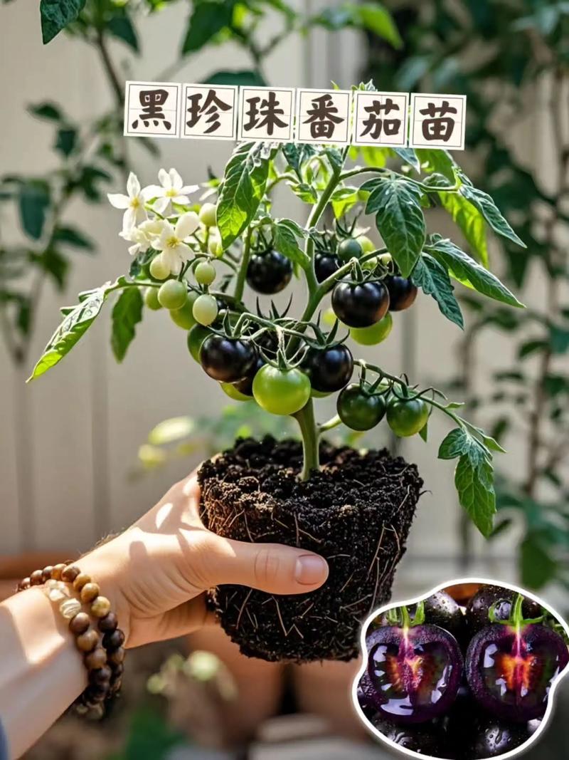 黑番茄种植技术视频，新手能学会吗？-图3