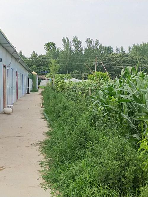 蝎子大棚养殖技术要点有哪些？-图2