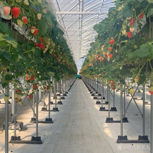 温室草莓立体栽培如何高效管理?-图3 温室草莓立体栽培如何高效管理?-图3