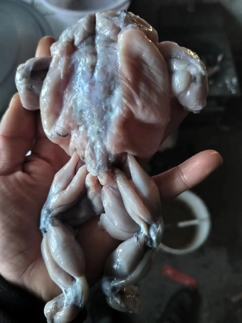 蟾蜍养殖技术要点有哪些？-图1