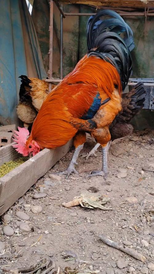 哪些鸡品种个子最大?-图1 哪些鸡品种个子最大?-图1