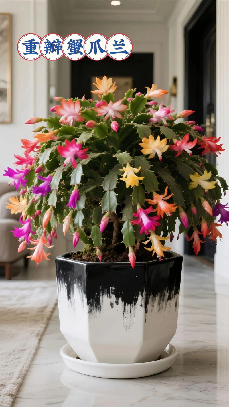 蟹爪兰有哪些常见品种?-图2 蟹爪兰有哪些常见品种?-图2