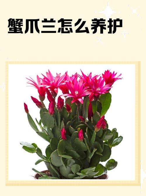 蟹爪兰有哪些常见品种?-图1 蟹爪兰有哪些常见品种?-图1