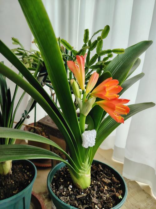 油桥君子兰价格多少?-图1 油桥君子兰价格多少?-图1