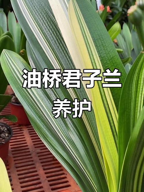 油桥君子兰价格多少?-图2 油桥君子兰价格多少?-图2