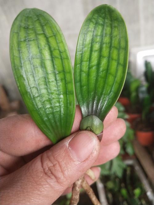 油桥君子兰价格多少?-图3 油桥君子兰价格多少?-图3