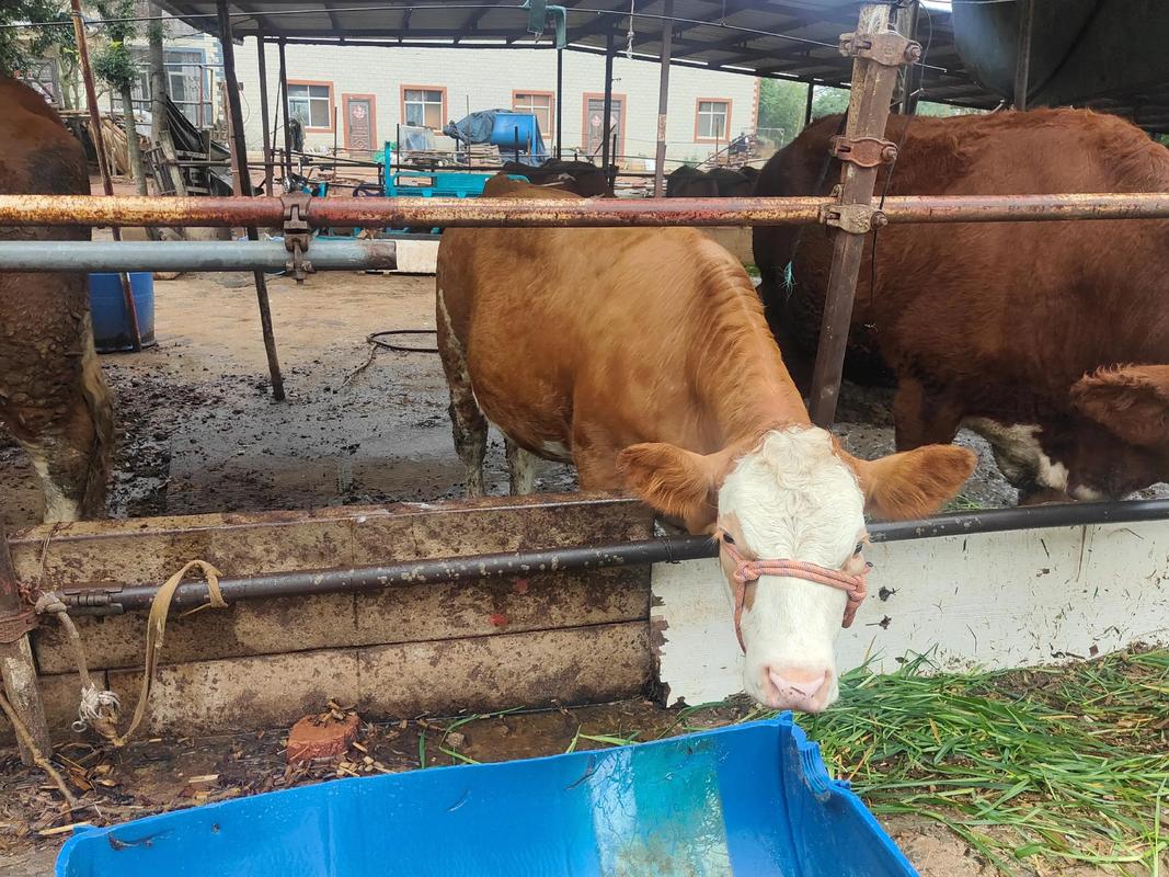 西门塔尔牛分哪些品种?-图1 西门塔尔牛分哪些品种?-图1