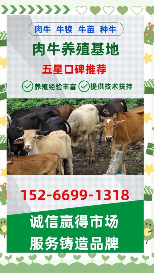 西门塔尔牛分哪些品种？-图3