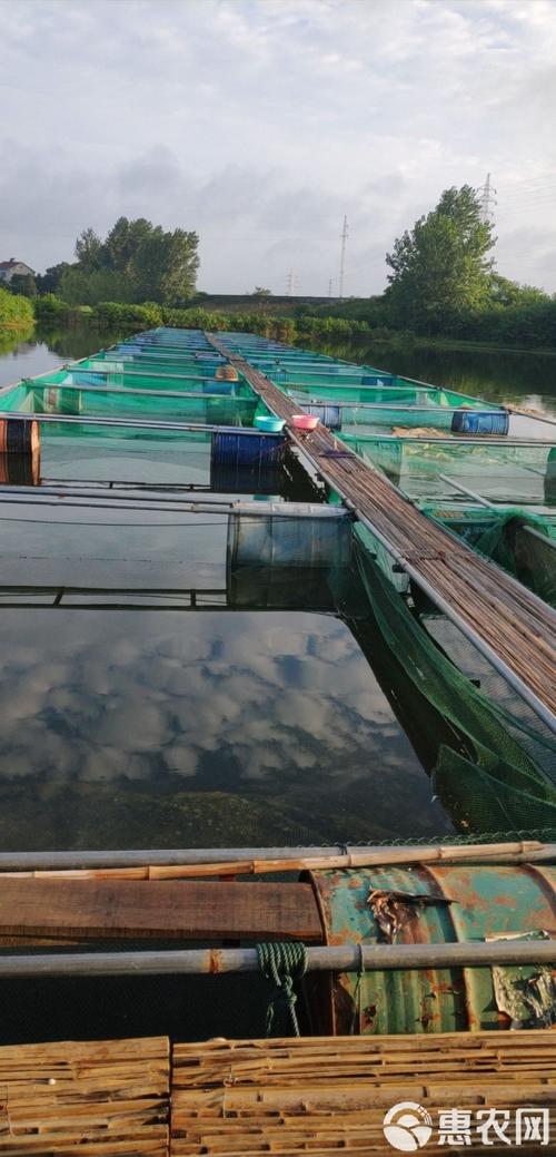 加州鲈鱼网箱养殖技术要点有哪些?-图1 加州鲈鱼网箱养殖技术要点有哪些?-图1