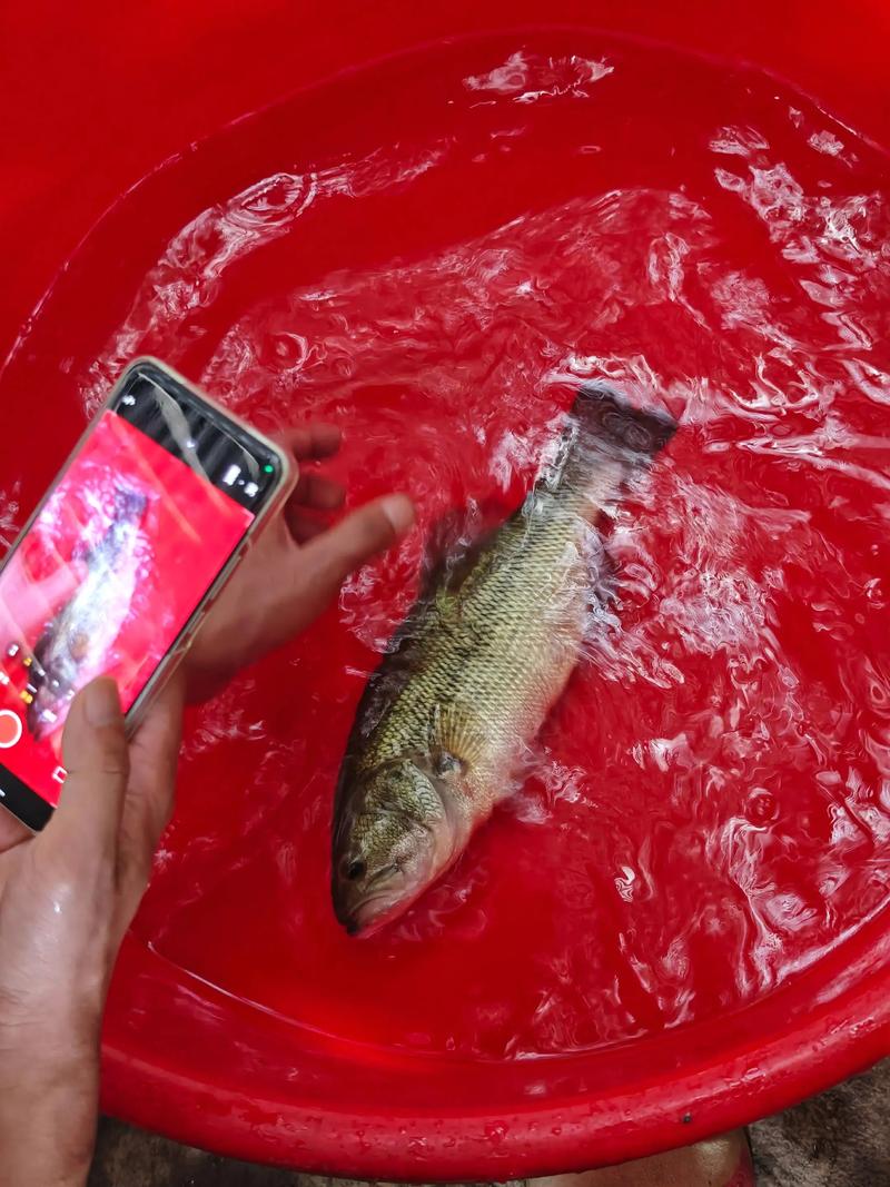 加州鲈鱼网箱养殖技术要点有哪些?-图3 加州鲈鱼网箱养殖技术要点有哪些?-图3