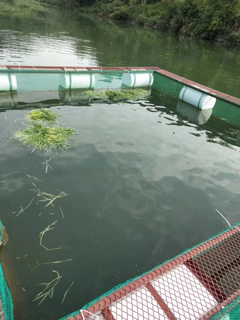 加州鲈鱼网箱养殖技术要点有哪些?-图2 加州鲈鱼网箱养殖技术要点有哪些?-图2