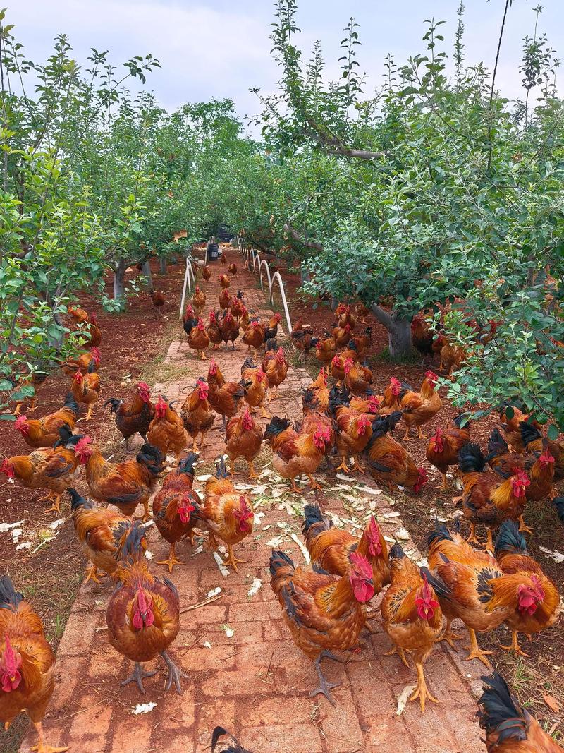 散养土鸡视频技术有哪些要点？-图2