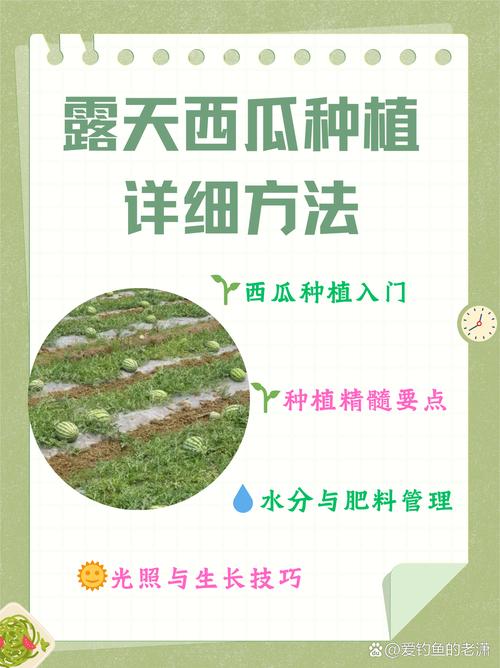 西瓜栽培管理技术要点有哪些?-图2 西瓜栽培管理技术要点有哪些?-图2