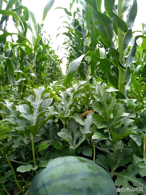 西瓜栽培管理技术要点有哪些?-图3 西瓜栽培管理技术要点有哪些?-图3