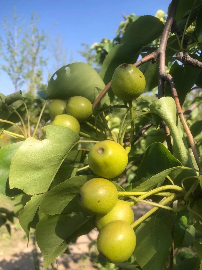 晚秋黄梨种植技术视频-图2