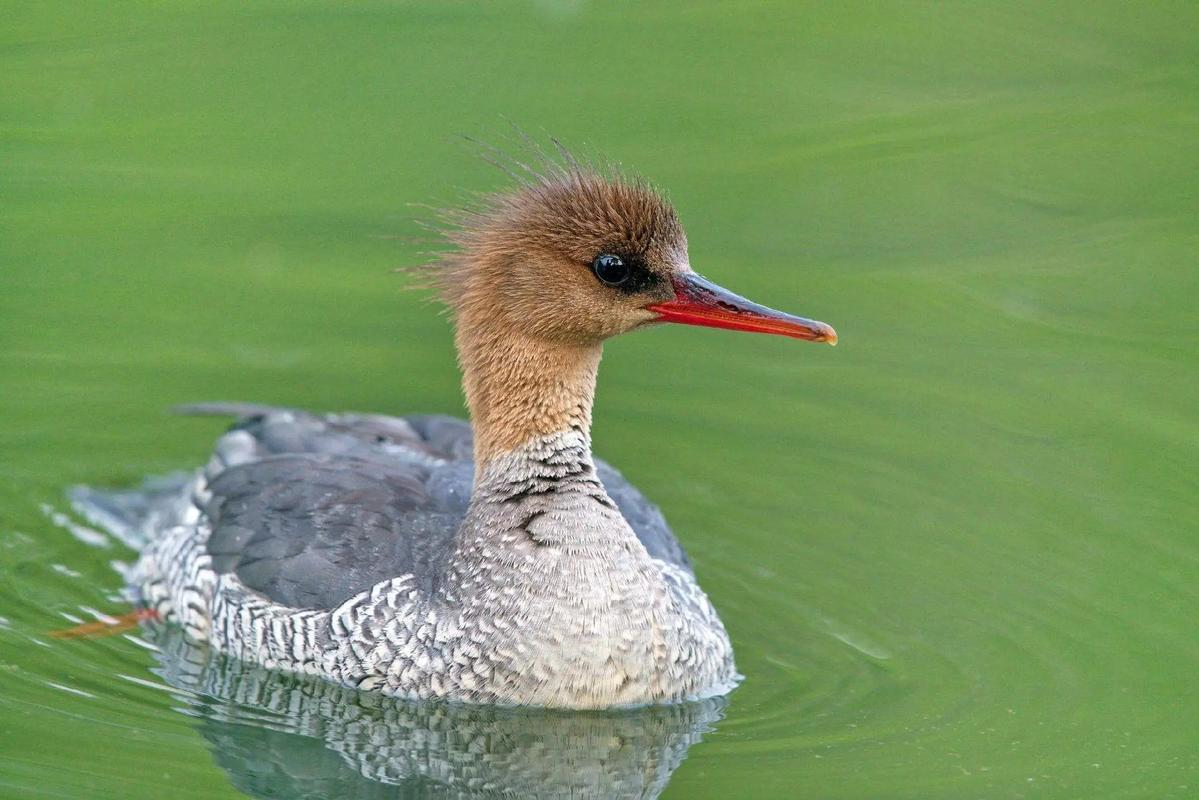 中国鸭种哪家强?最优品种是哪样?-图2 中国鸭种哪家强?最优品种是哪样?-图2